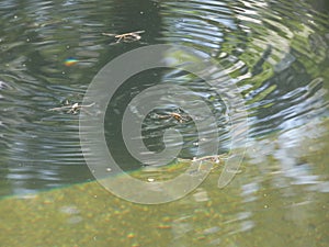 Water striders, GerridaeÂ family